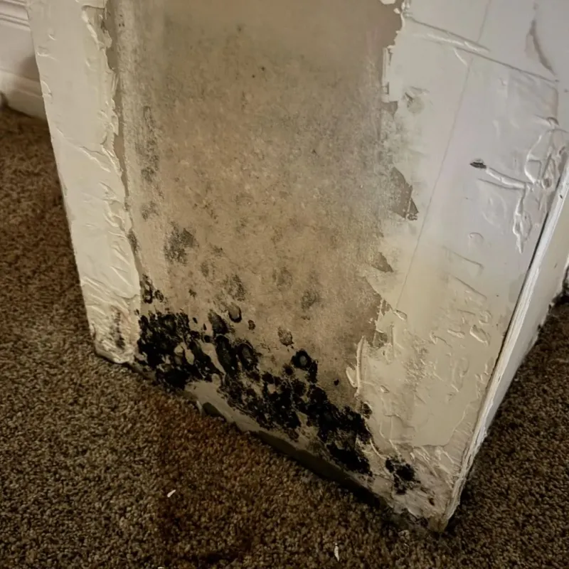 Professional Mold Removal in Nelsonville, OH